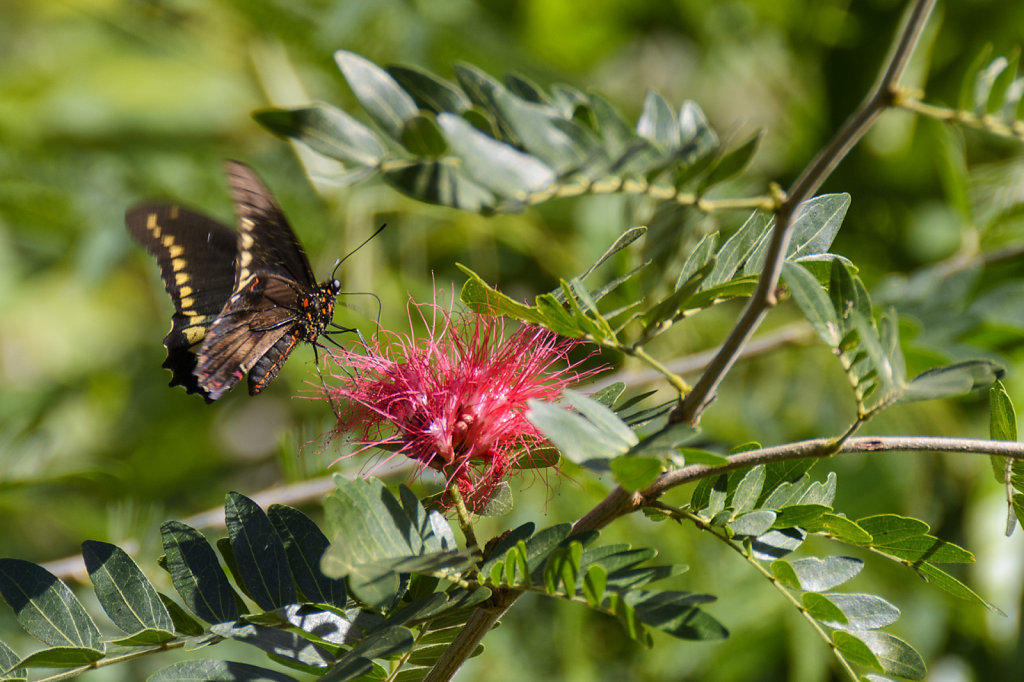 15. Cuba - Malachiet vlinder