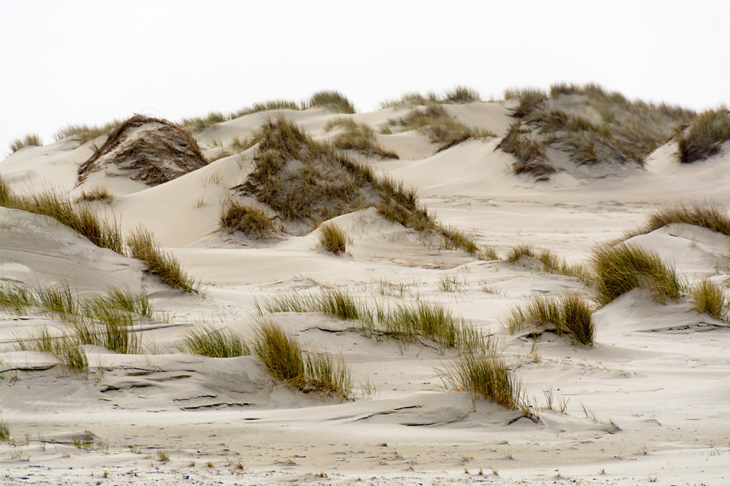 2. Terschelling - Duinen