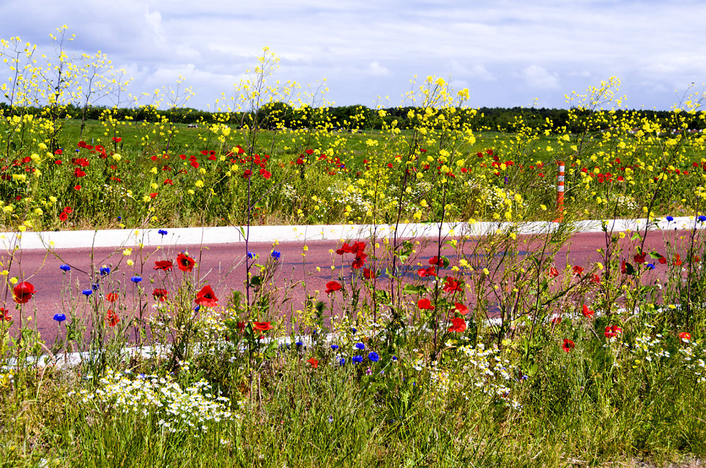 9. Terschelling - Berm bloemen