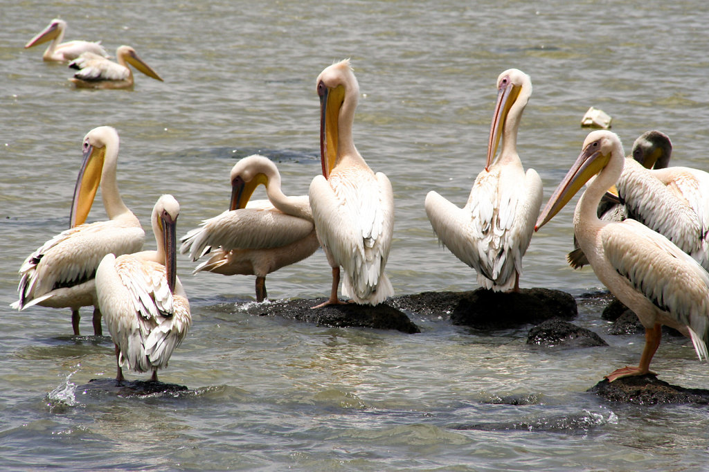 10. Ethiopie - Meer van Tana. Pelikanen