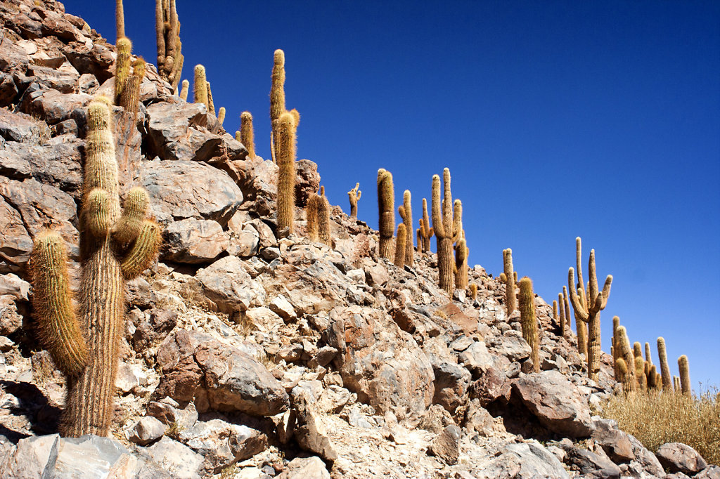 9. Chili Noord - Atacama. Cactus heuvel