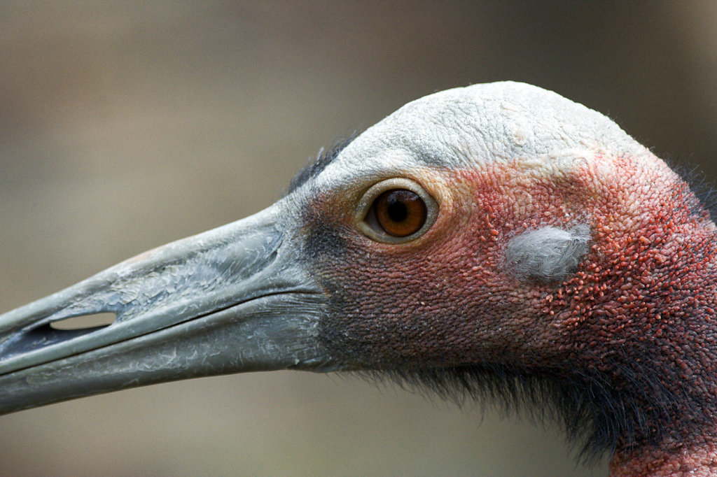 Amersfoort - Dierentuin