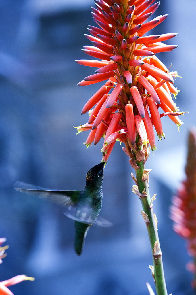 1. Chili Noord - Kolibri in Santiago de Chile