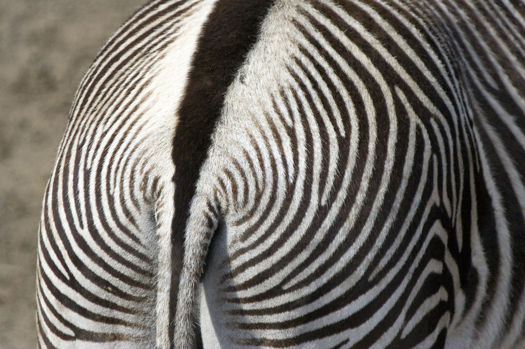 10. Amersfoort - Dierentuin . Zebra