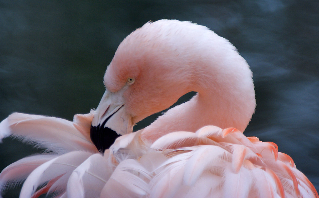 11. Amersfoort - Dierentuin. Flamingo